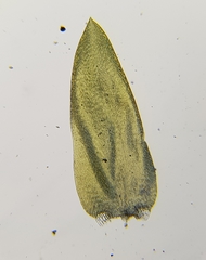 Calliergonella cuspidata