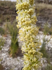 Reseda suffruticosa