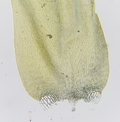 Calliergonella cuspidata