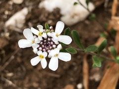 Iberis procumbens