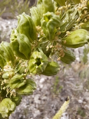 Reseda suffruticosa