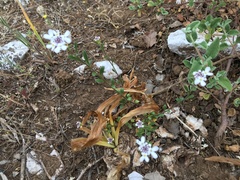 Iberis procumbens