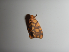 Miltochrista quadrilineata