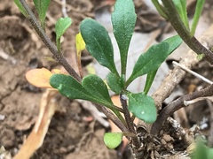 Iberis procumbens