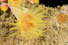 Cladopsammia gracilis