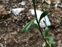 Iberis procumbens