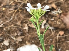 Iberis procumbens