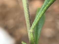 Iberis procumbens