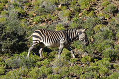 Equus zebra hartmannae