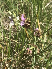 Ophrys fuciflora