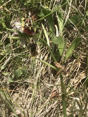 Ophrys fuciflora