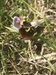 Ophrys fuciflora