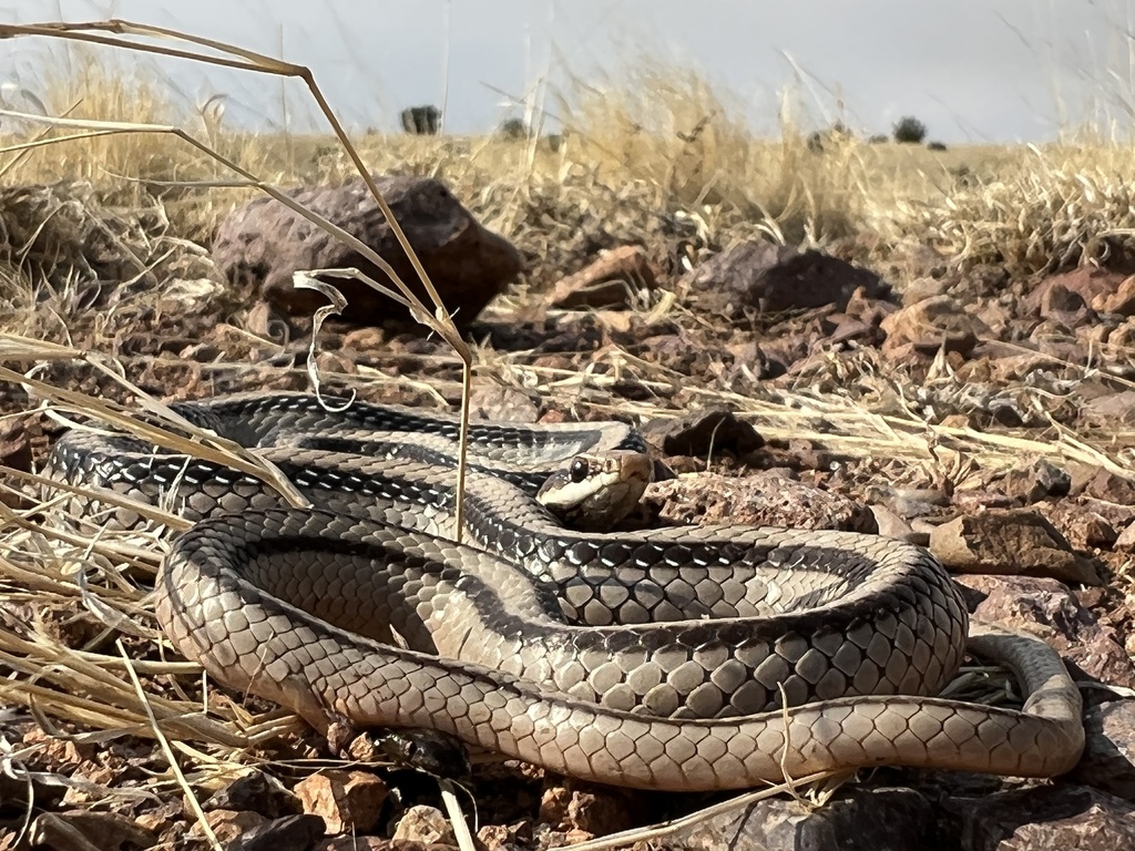Eastern Patch-nosed Snake