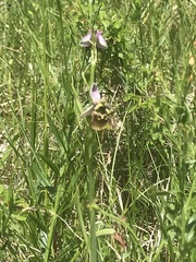 Ophrys fuciflora
