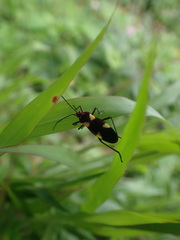Oncopeltus varicolor