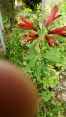 Alstroemeria psittacina