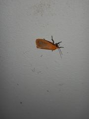 Symmetrodes sciocosma