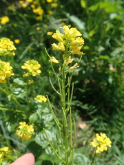 Barbarea vulgaris
