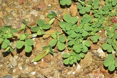Lotus edulis
