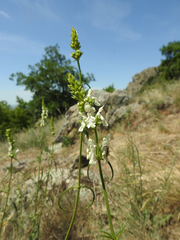 Stachys atherocalyx