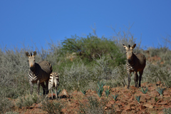 Equus zebra hartmannae