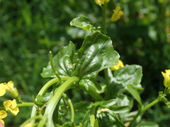 Barbarea vulgaris