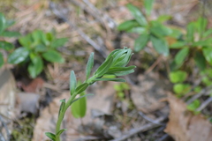 Lithospermum caroliniense croceum