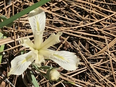 Iris tenuissima