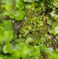 Calypogeia arguta
