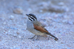 Emberiza capensis bradfieldi