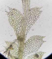 Calypogeia arguta