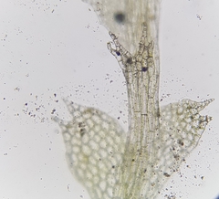 Calypogeia arguta