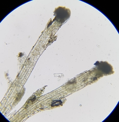 Calypogeia arguta