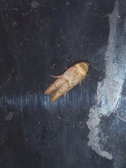 Blastobasis taurusella