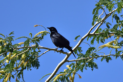 Onychognathus nabouroup