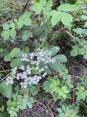 Sambucus nigra