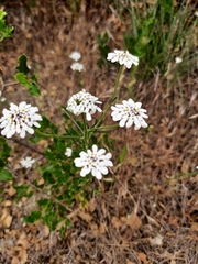 Iberis pectinata