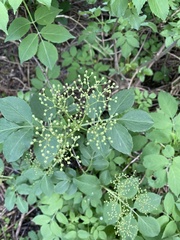 Sambucus nigra
