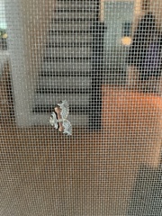 Xanthorhoe labradorensis