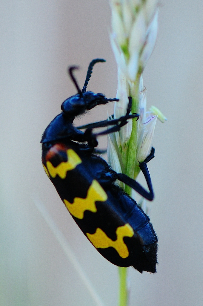 Zigzag Blisterbeetle