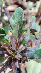 Iberis procumbens microcarpa
