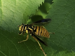 Spilomyia