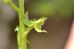 Platanthera hookeri