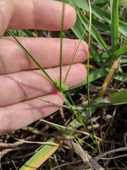 Cyperus acuminatus