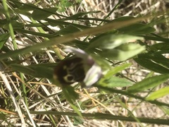Ophrys fuciflora