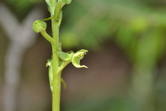 Platanthera hookeri