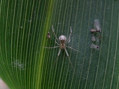 Theridion varians