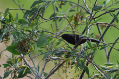 Agelasticus cyanopus