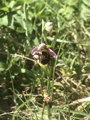Ophrys fuciflora