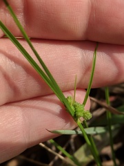 Cyperus acuminatus